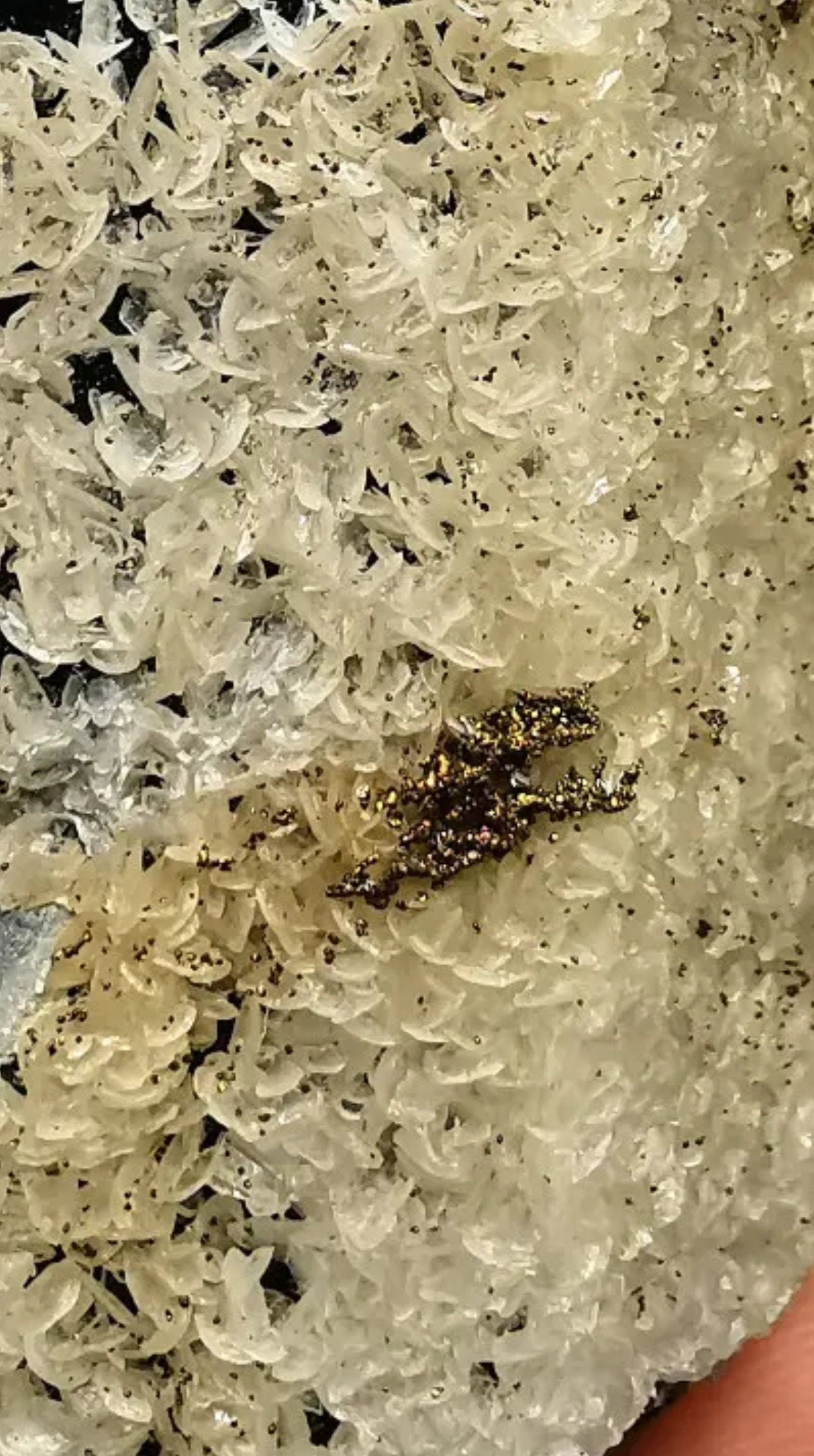 91 Grams Black Morion Quartz covered with Siderite scales and Irrisdecent Chalcopyrite patches