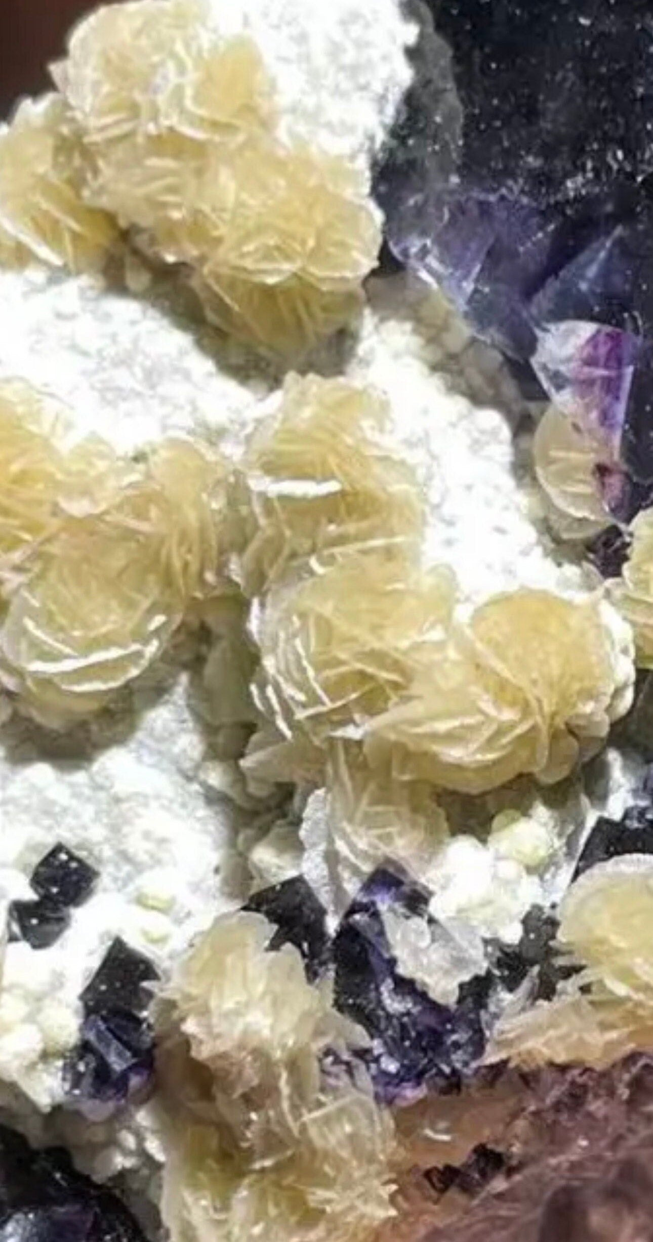 62 Grams Beautiful Unique Siderite Mini Roses in a Dark Purple Fluorite matrix from Inner Mongolia, China